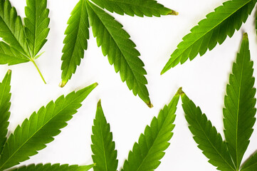 background of green cannabis leaves on a white background