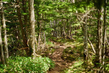 北八ヶ岳の山道、森林の中の道