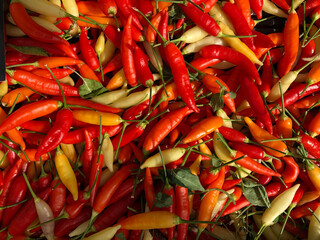A big pile of multicoloured chilli peppers 