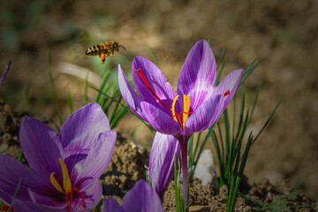 Bee on saffron flower