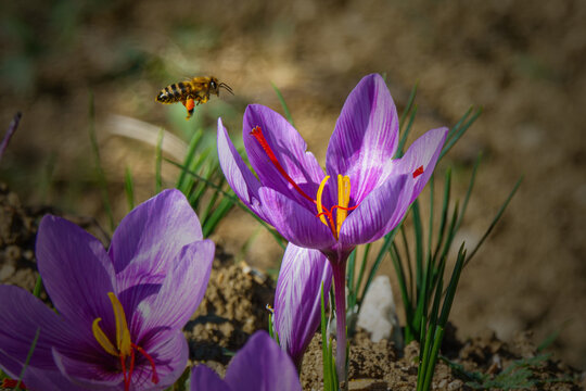 Bee on saffron flower