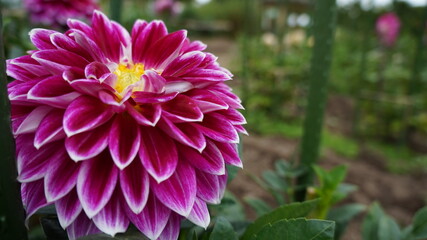 Obraz premium 紫のダリア