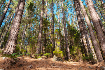 beautiful nature inside forest landscape, summer day - looking up tree trunks