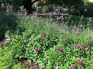 Purple dahlias bloom in the park