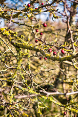 red current or berry on fall branches with moss