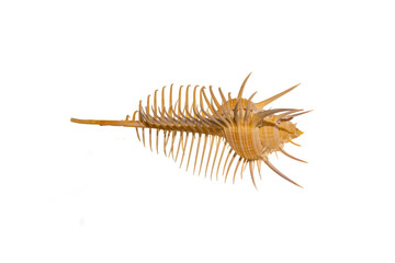 Detail of the skeleton of a marine snail. Sea snail is a common name for slow-moving marine gastropod molluscs, usually with visible external shells, such as whelk or abalone.