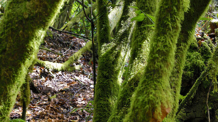 The evergreen cloud forest Garajonay with its incomparable atmosphere inspires in the heart of the Canary Island of La Gomera with the highest mountain Alto de Garajonay. 