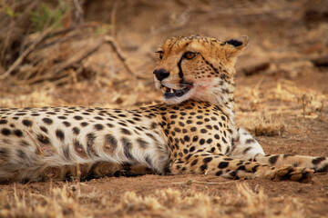 Cheetah - Acinonyx jubatus  large cat native to Africa and central Iran. It is the fastest land animal, variety of habitats savannahs, arid mountain ranges and hilly desert terrain in Iran, open jaws
