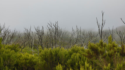 The evergreen cloud forest Garajonay with its incomparable atmosphere inspires in the heart of the Canary Island of La Gomera with the highest mountain Alto de Garajonay. 
