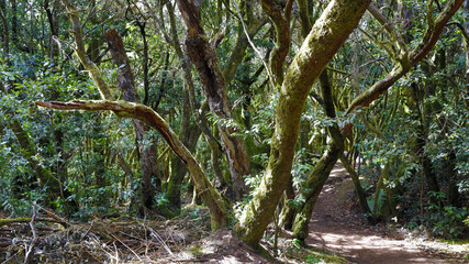 The evergreen cloud forest Garajonay with its incomparable atmosphere inspires in the heart of the Canary Island of La Gomera with the highest mountain Alto de Garajonay. 