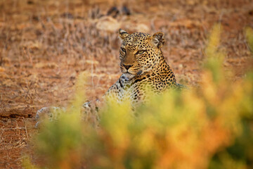 Leopard - Panthera pardus, big spotted yellow cat in Africa, genus Panthera cat family Felidae, sunset or sunrise portrait in the bush next to the dusty road in Africa, lying a nd resting