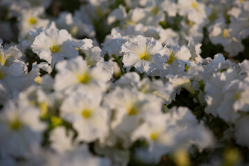 White petunia flowers on a flower bed, blurred background