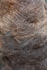 hairy texture of palm tree trunk close up