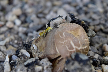 dead sea urchin