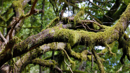 The evergreen cloud forest Garajonay with its incomparable atmosphere inspires in the heart of the Canary Island of La Gomera with the highest mountain Alto de Garajonay. 