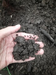 seeds in soil