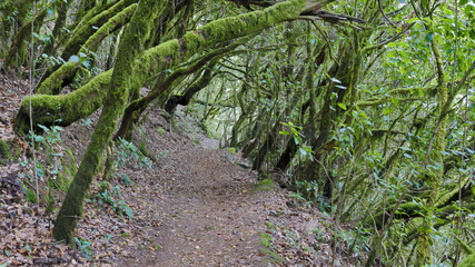 The evergreen cloud forest Garajonay with its incomparable atmosphere inspires in the heart of the Canary Island of La Gomera with the highest mountain Alto de Garajonay. 