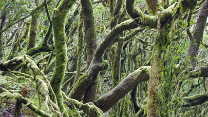 The evergreen cloud forest Garajonay with its incomparable atmosphere inspires in the heart of the Canary Island of La Gomera with the highest mountain Alto de Garajonay. 