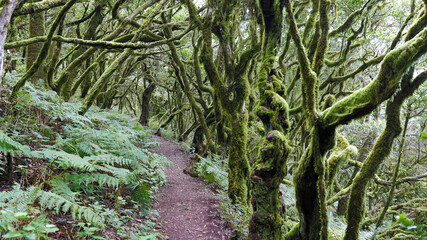 The evergreen cloud forest Garajonay with its incomparable atmosphere inspires in the heart of the Canary Island of La Gomera with the highest mountain Alto de Garajonay. 