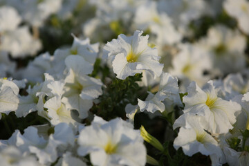 White petunia flowers on a flower bed, blurred background