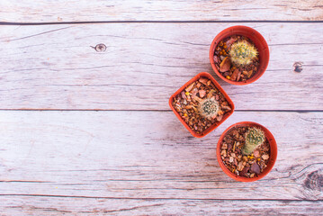 Top view cactus nature still life, three thorns cactus on a wood grain background for decorating text and copy space