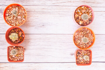 Top view cactus nature still life, six thorns cactus on a wood grain background for decorating text and copy space