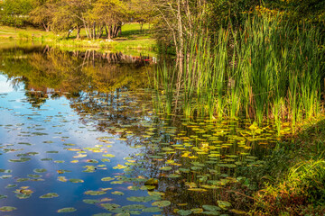 Reflection of leaves and reeds on the lake.