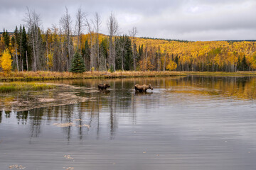 Two Female Moose Taking a Break from Grazing on Vegetation from the Bottom of this Alaskan Lake