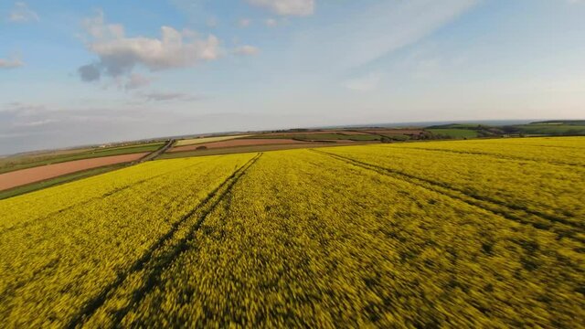 Rapeseed field FPV footage