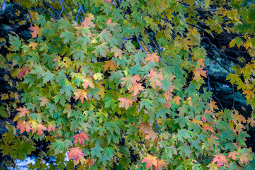 A bunch of sycamore leaves.