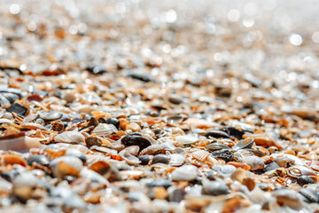 Seashells background