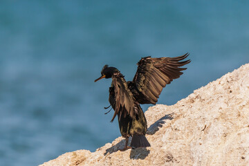European Shag (Phalacrocorax aristotelis) perched on rock with open wings