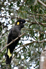 A yellow-tailed black cockatoo, a native Australian bushland bird.