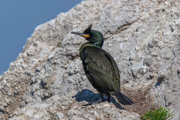 Side profile European Shag (Phalacrocorax aristotelis) perched on rock