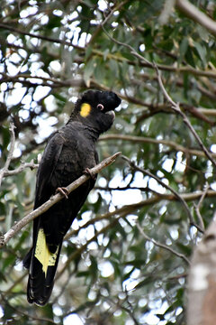 A yellow-tailed black cockatoo, a native Australian bushland bird.