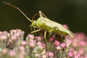 green Orthotylus in great detail