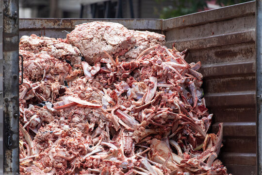 Meat factory. Pile of meat waste: bones, fat.