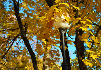 Street lamp in autumn park among yellow foliage, bright autumn in Moscow
