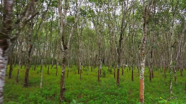 Para rubber tree, Latex rubber, Plantation and tree rubber with in southern Thailand, FHD Slow motion