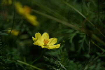 Light Yellow Flower of Cosmos in Full Bloom
