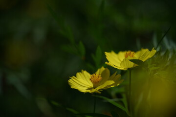 Fototapeta premium Light Yellow Flower of Cosmos in Full Bloom 