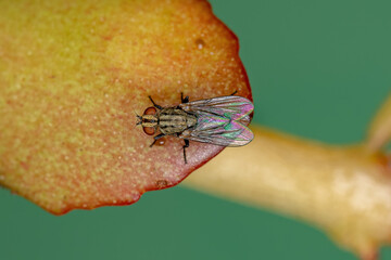 Adult Calyptrate Fly