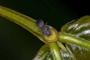 Small Adult Black Turtle Ant