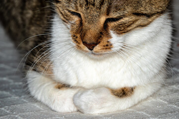 Portrait of a domestic cat.