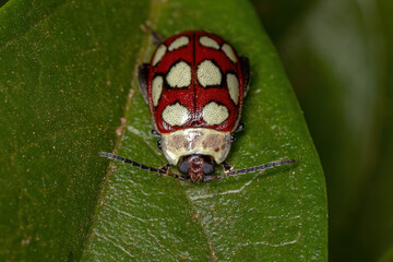 Adult Flea Beetle