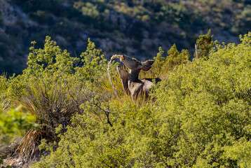 Deer having an mid-afternoon snack