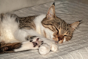 Portrait of a domestic cat.