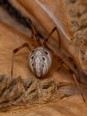 Adult Female Brown Widow Spider