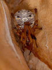 Adult Female Brown Widow Spider
