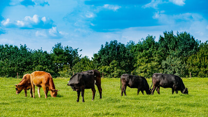 Cows On On Farmland. Herd of cows at summer green field